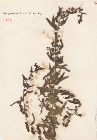 Sargassum actinarium_156.jpg
